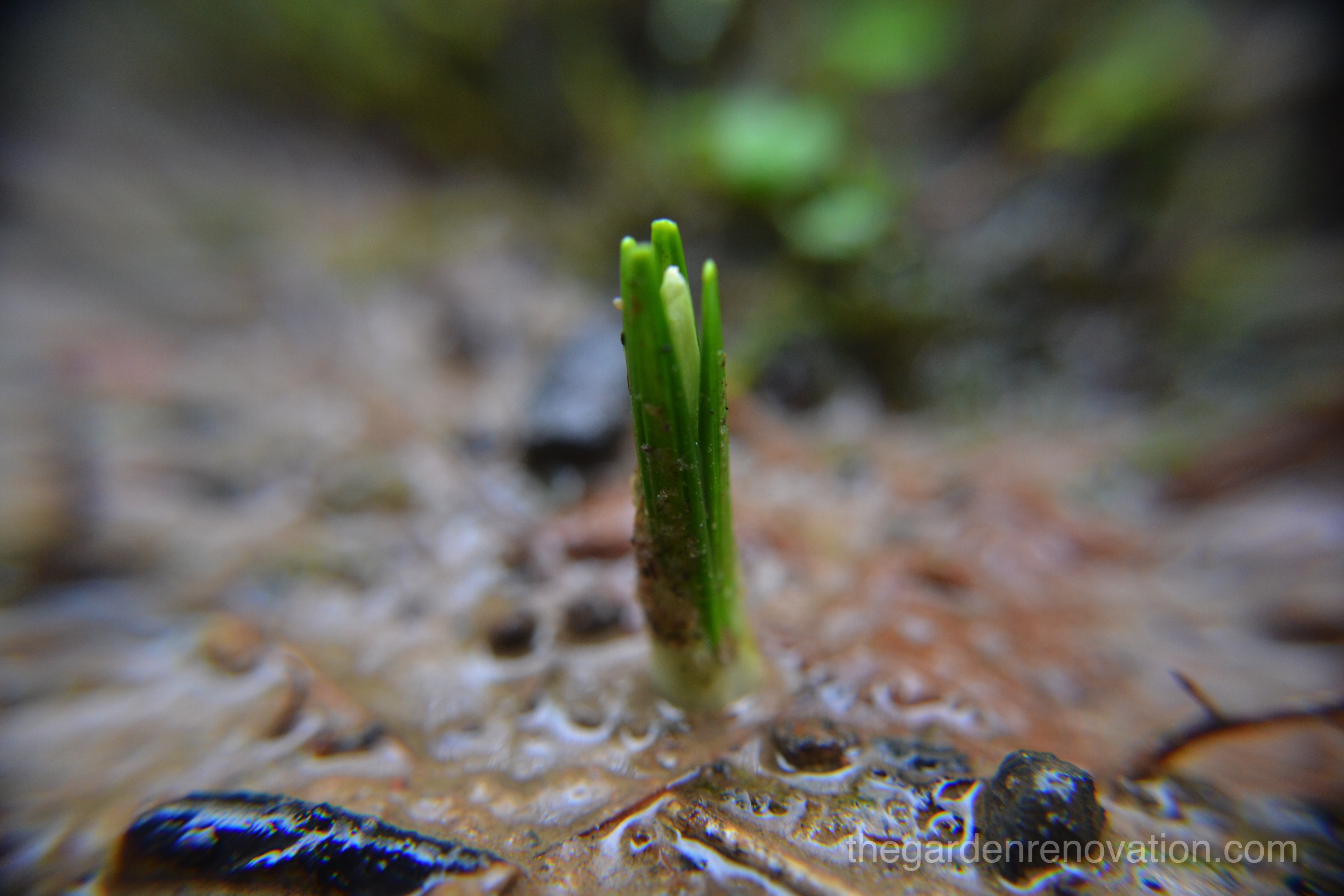 Weekend 2 - Dismantling the platform and decking