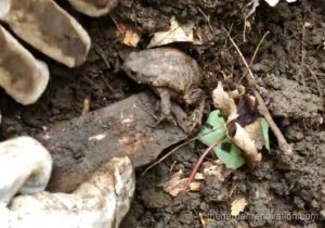 Hibernating toad frog