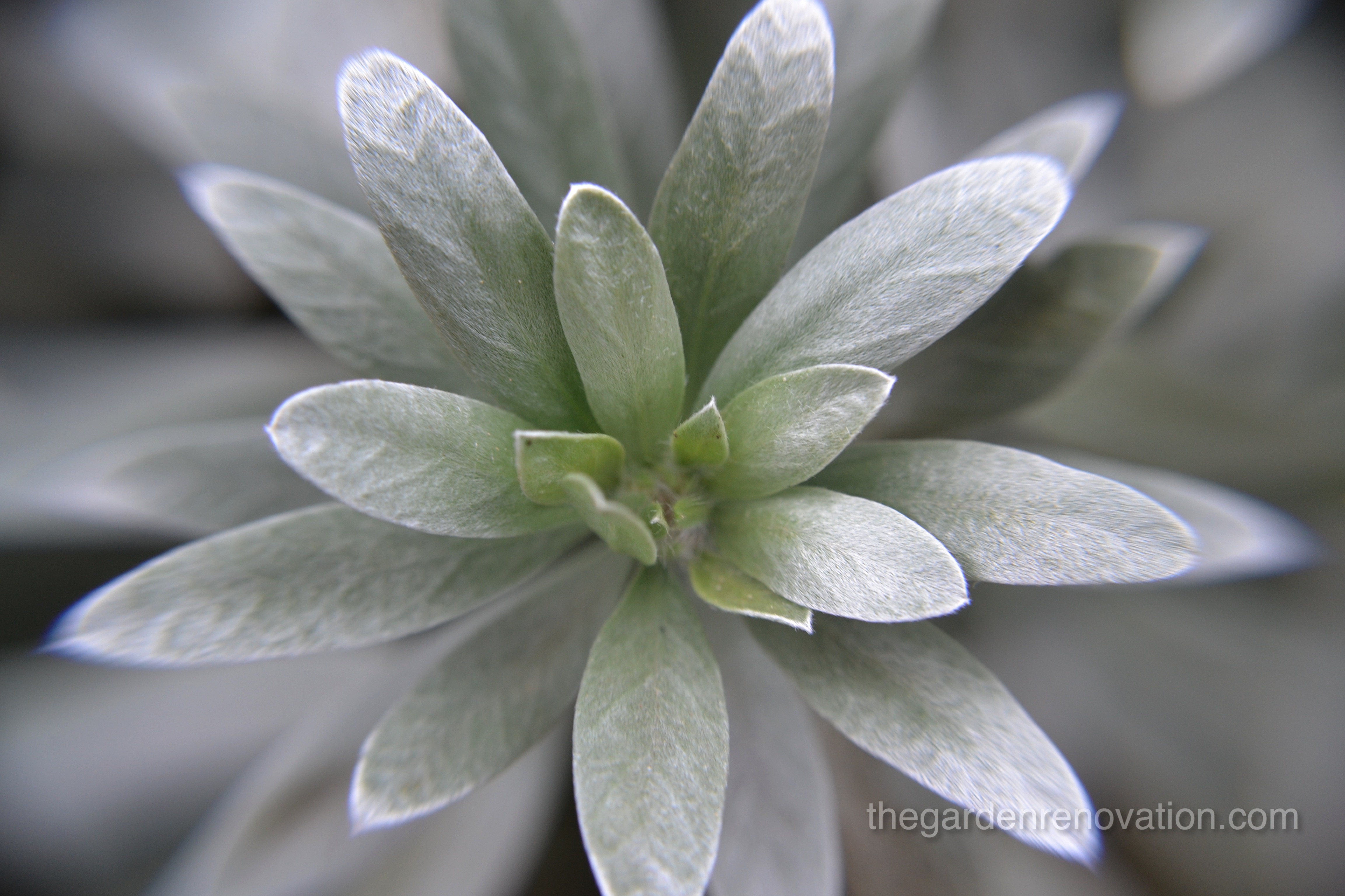 The intro to the current state of the garden