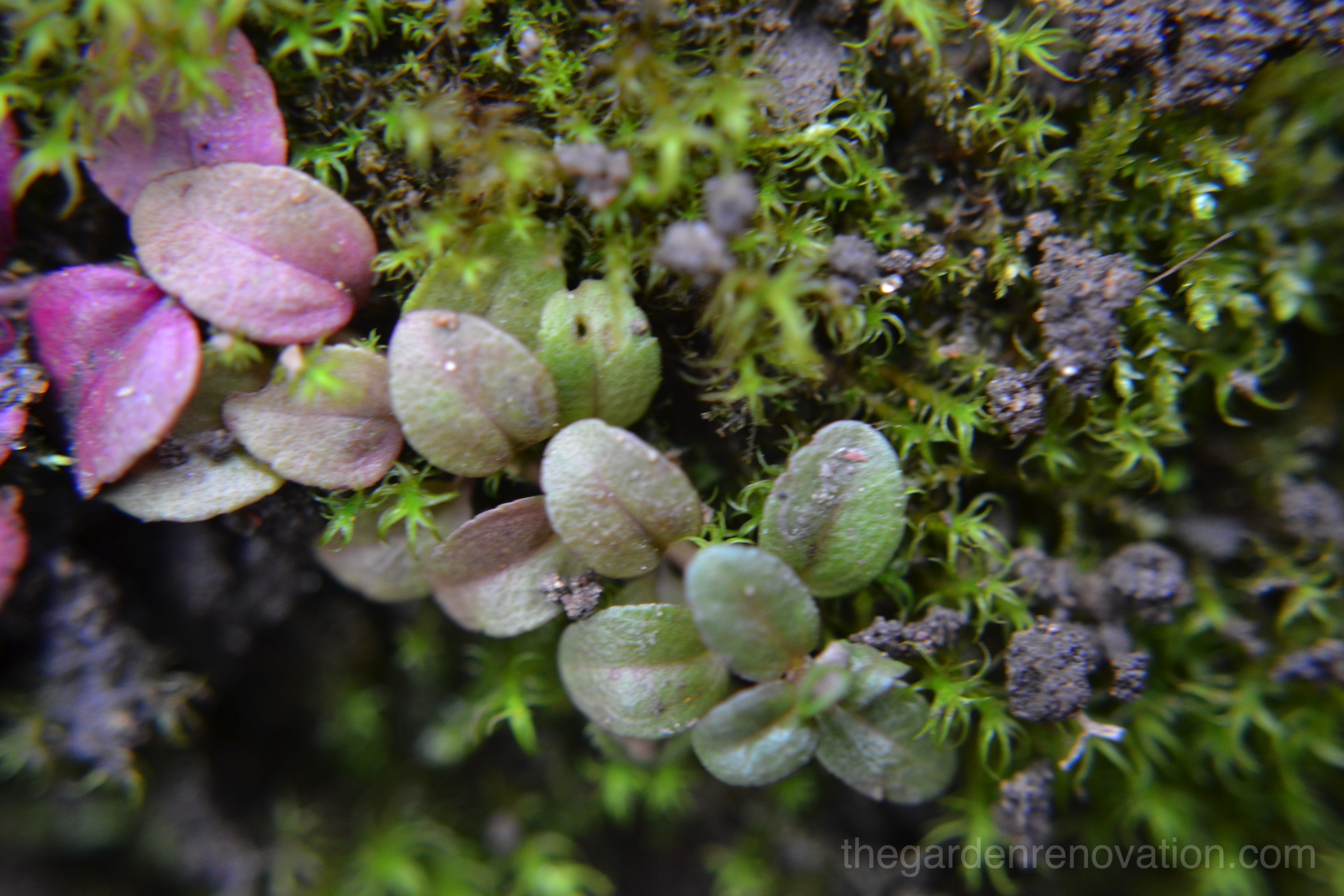 Weekend 5 - Digging for the first retaining wall