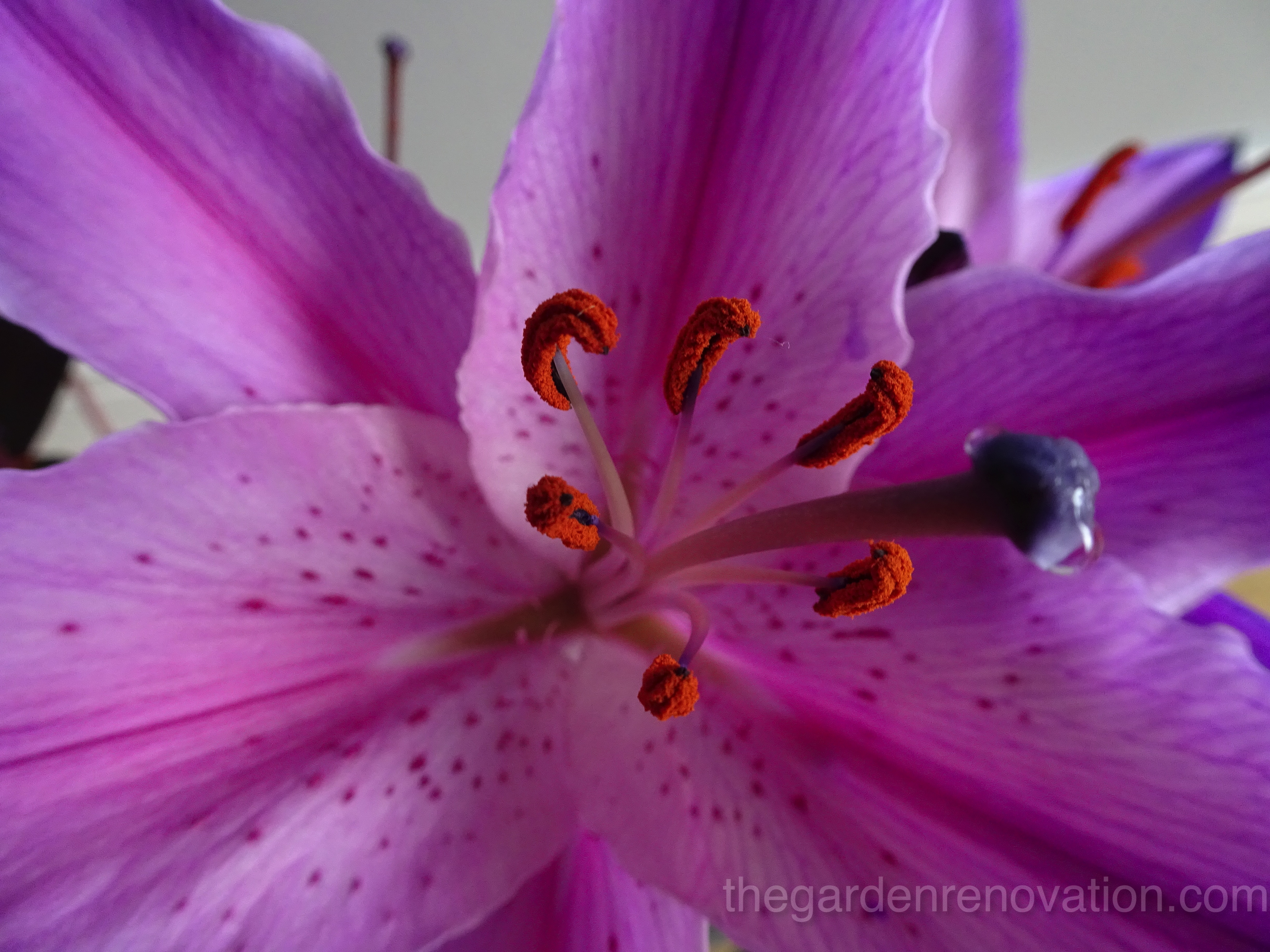 Weekend 10 - Partial removal of the stairs and laying sub-base for paving