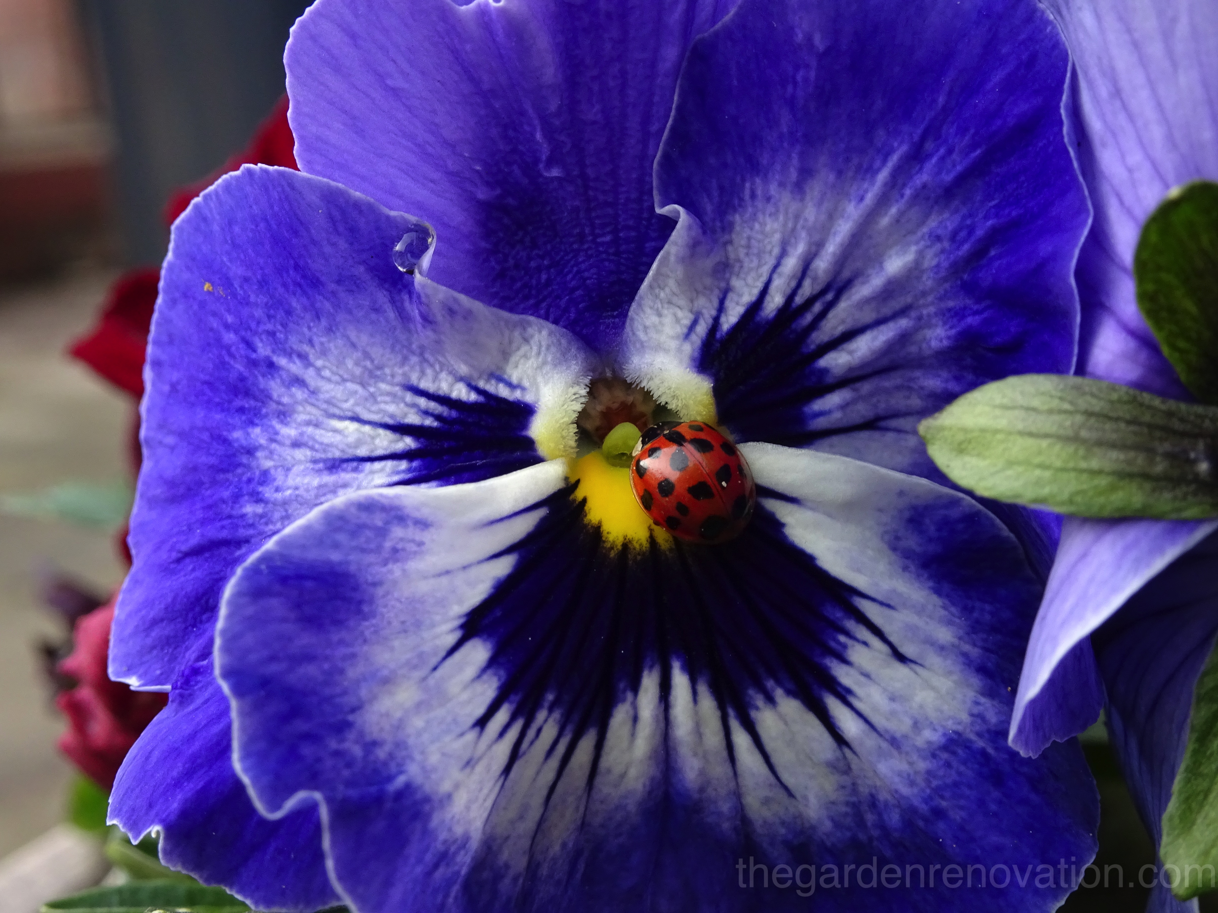 Weekend 12 - Pouring concrete foundation for our first retaining wall