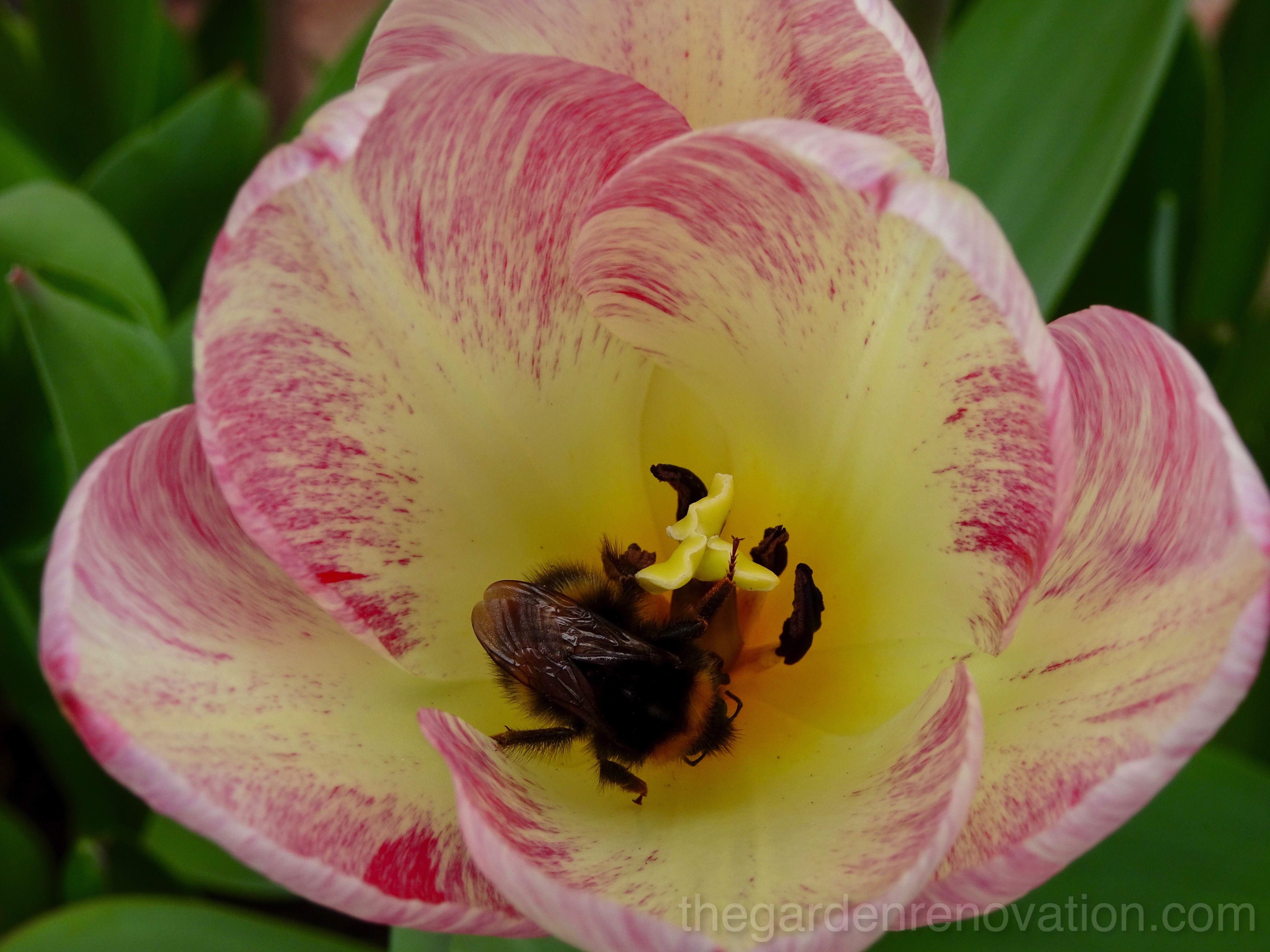 Weekend 17 – Our first stone mosaic garden step Weekend 17 – Our first stone mosaic garden step