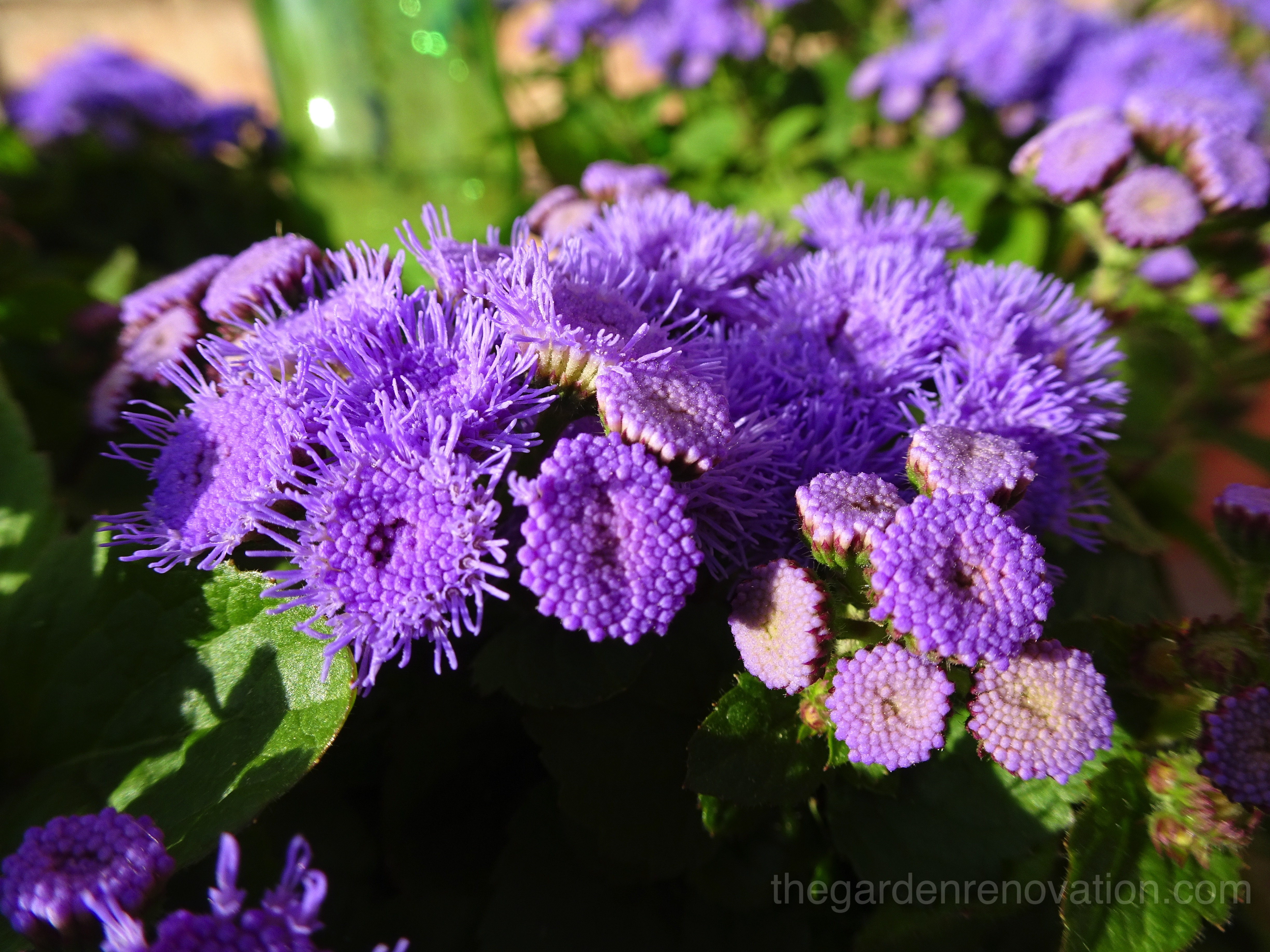 Weekend 18 and 19 – Second garden step, rebuilding fence and a complete makeover of shed! Weekend 18 and 19 – Second garden step, rebuilding fence and a complete makeover of shed!